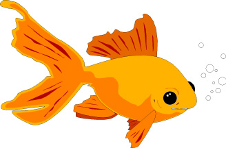 carp gold fish