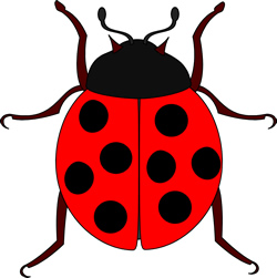 lady-bug 